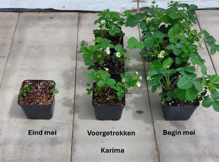 Karima 30 mei