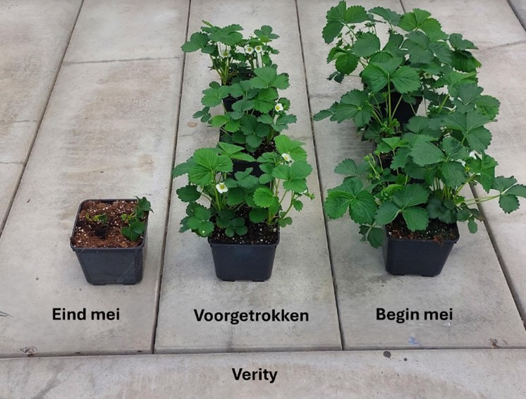 Verity 30 mei