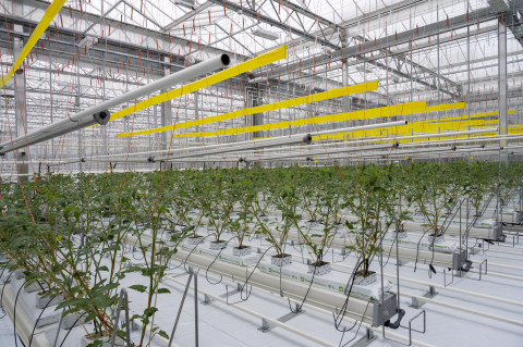 Agrotopia hydrocultuur tomaat