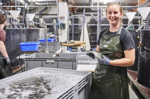 sorting pikeperch