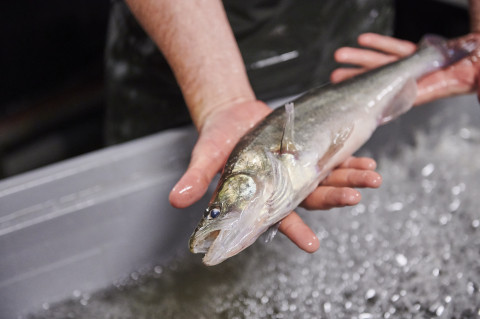 pikeperch aquaculture