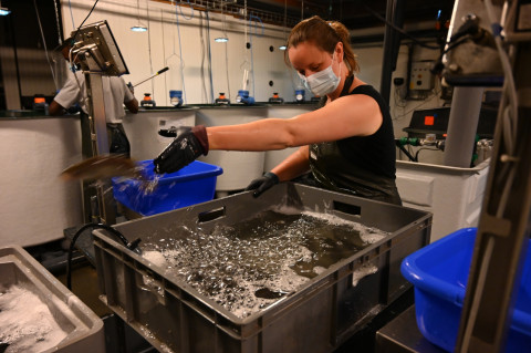 sorting pikeperch
