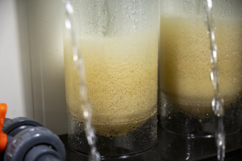 pikeperch eggs in breeding facility aquaculture
